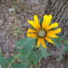 Black Eyed Susan