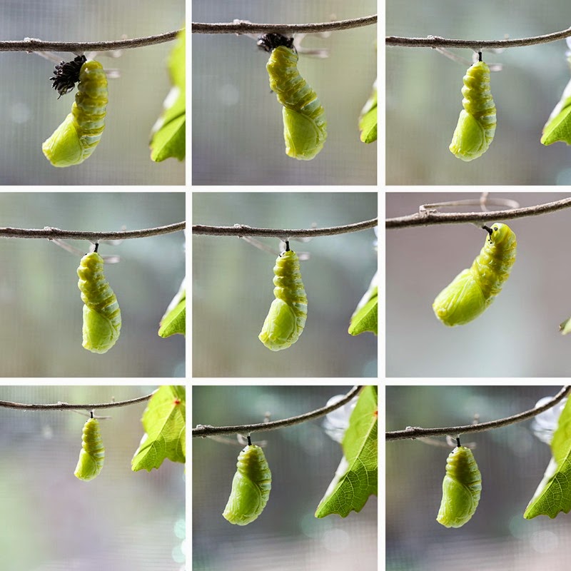 pupation2