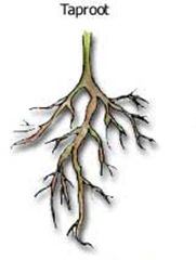 Tap root system
