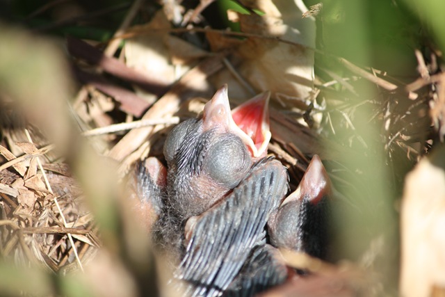 [birds0442.jpg]