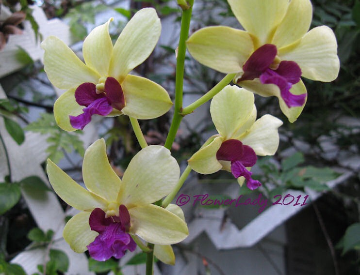 [12-09-orchids%255B4%255D.jpg]