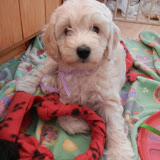 Happy Valentine Day from Gorgeous Duncan.