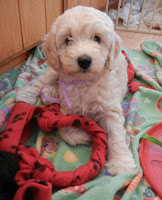 Happy Valentine Day from Gorgeous Duncan.