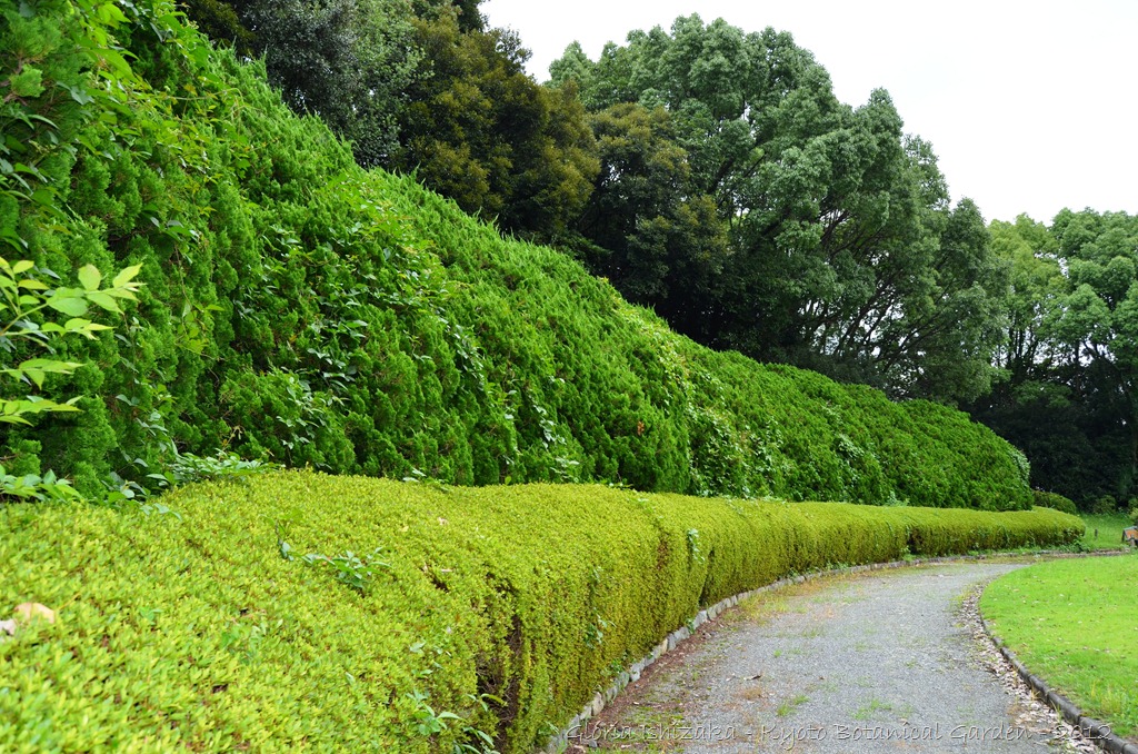 [Gl%25C3%25B3ria%2520Ishizaka%2520-%2520%2520%2520Kyoto%2520Botanical%2520Garden%25202012%2520-%2520100%255B3%255D.jpg]