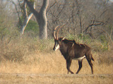 This is a Sable, a very rare antelope, and it was the only time we ever saw it. South Africa - 447.jpg
