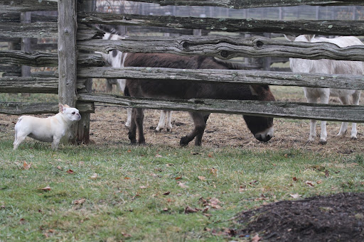 Excuse me, could you be any less interested?  I know that there's a fence between us, but why are you acting like asses?