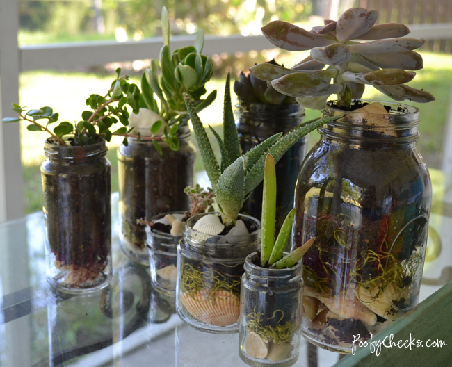 Seashell Succulent Jars