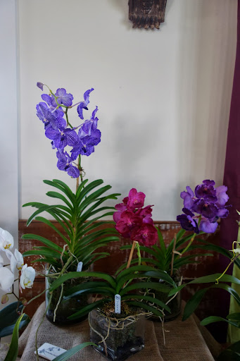Vanda orchids deliver large on the promise of color. I like to put them on the console by my front door. Vanda orchids deliver large on the promise of color. I like to put them on the console by my front door.