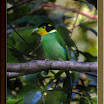 Long-Tailed-Broadbill03.jpg
