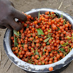 Von den Hadzabefrauen gesammelte Beeren © Foto: Marco Penzel | Outback Africa