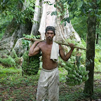 ein Bauer holt Bananen