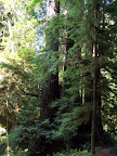california_sequoia