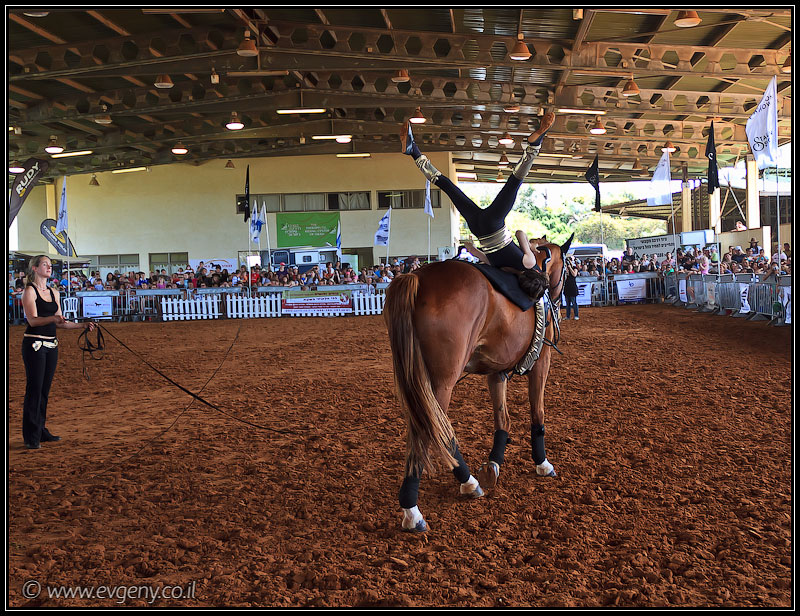 il/Фото: Stallion Show 2011 (20110416 stllion show 028 2070)