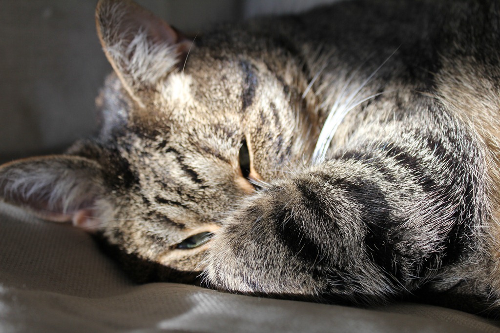 [kitty%2520%25282%2529%255B5%255D.jpg]