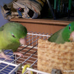 Foster and Trixie.JPG
