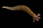 Polycheira rufescens, Papua New Guinea