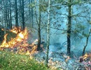 Pożar lasu na Krępie - 06.08.2013r..