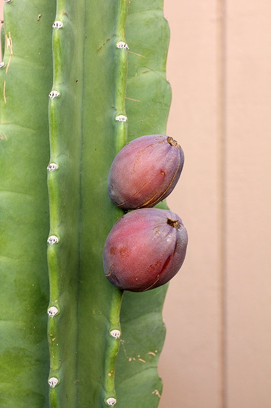 [111022_Cereus-hildmannianus01%255B3%255D.jpg]