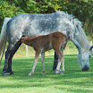D8C_7192_foal.jpg