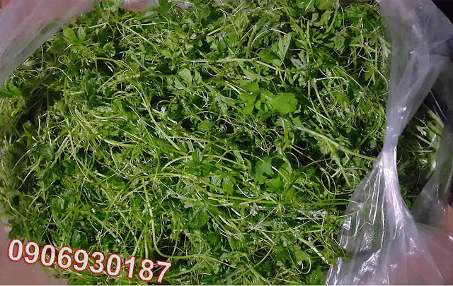Đọt khổ qua rừng