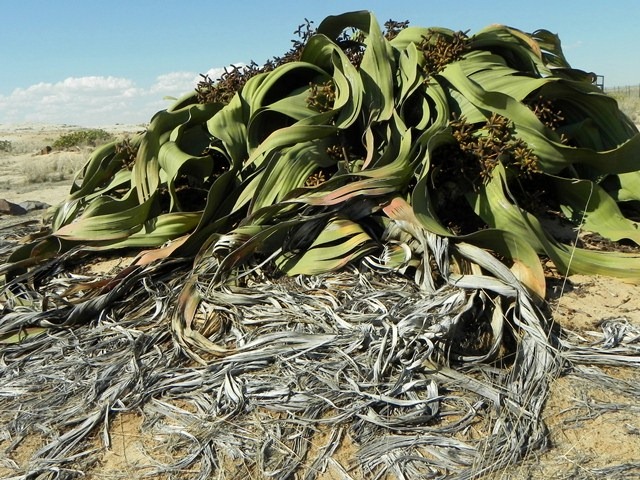 [Welwitschia_DSCN6513%255B2%255D.jpg]