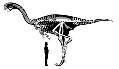 [gigantoraptor.esqueleto.xu.2007.coppy%255D%255B3%255D.jpg]