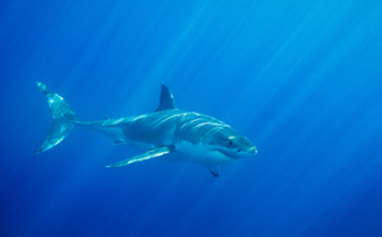 Australia sharks will not be culled