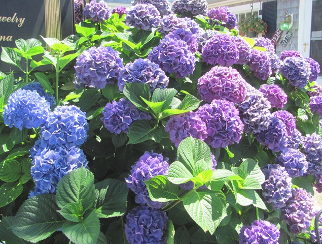 [7.31.12%2520Chatham%2520hydrangea%2520main%2520st%255B6%255D.jpg]