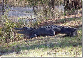 Barr Hammock Preserve 040