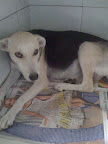 FABYOLA
Hermosa mamá de 5 cachorritos en Hogar Temporal
