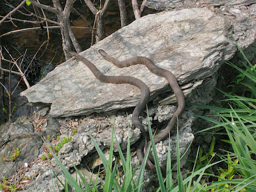 Eeek! One of the things I definitely don't want to see when I visit gardens! They're alright, as long as they keep their distance...but wouldn't you know it, these water snakes were laying just a few feet from the path. I gathered my courage and passed as quick as I could.
