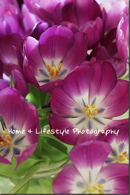 Home & Lifestyle Home & Lifestyle