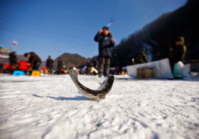 Ice fishing in South Korea’s Hwacheon Sancheoneo Ice festival Amusing