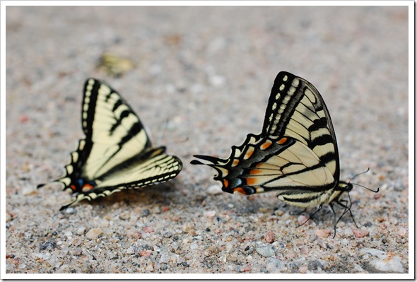 BUTTERLY SWALLOWTAIL 