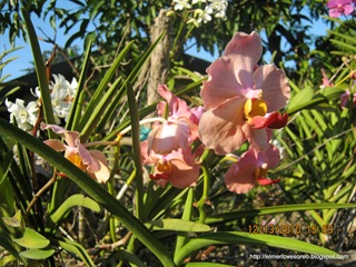 [IMG_0977%255B3%255D.jpg]