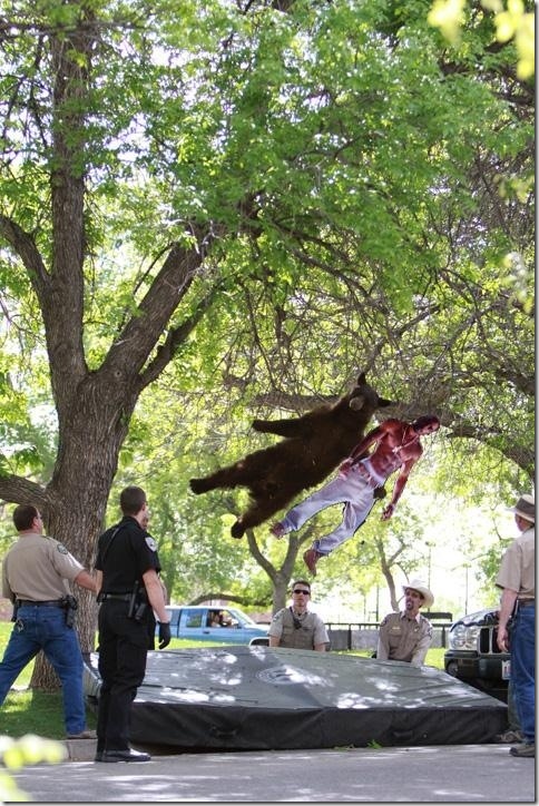 falling-bear-meme-7