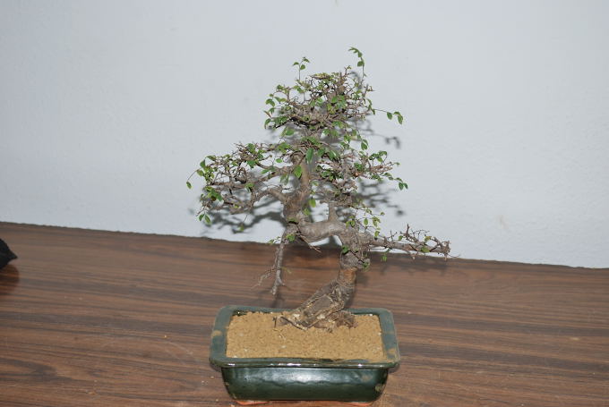 Zelkova de Samuel.