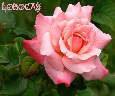 [rosa-LoBocAs9007%255B3%255D.jpg]