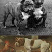 oldtimebulldogs.jpg