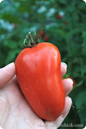 growing roma tomatoes