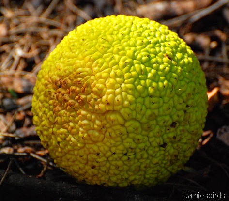 5. breadfruit-kab