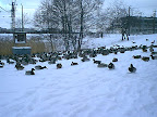 Ducks in winter Ducks in winter