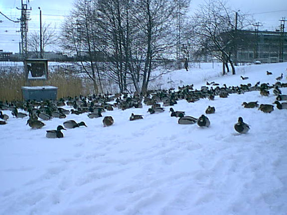 Ducks in winter