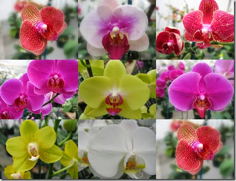 orchid mosaic