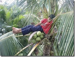 tidur atas kelapa