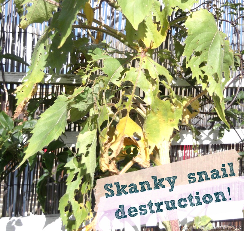 [snail%2520destruction%255B4%255D.jpg]