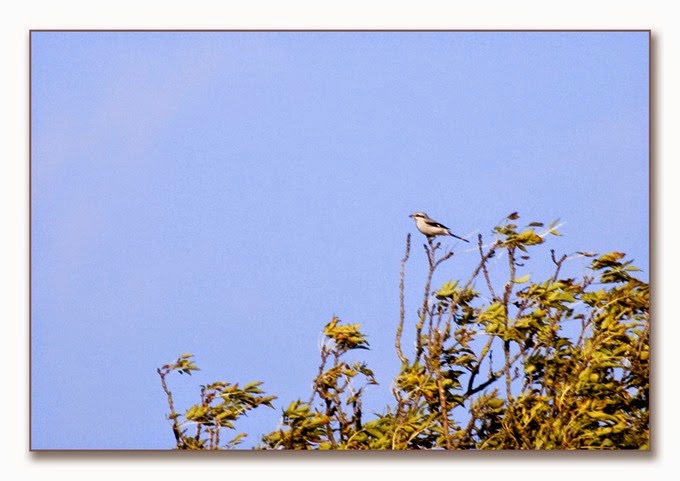 Local Birds 1  G G Shrike 1 