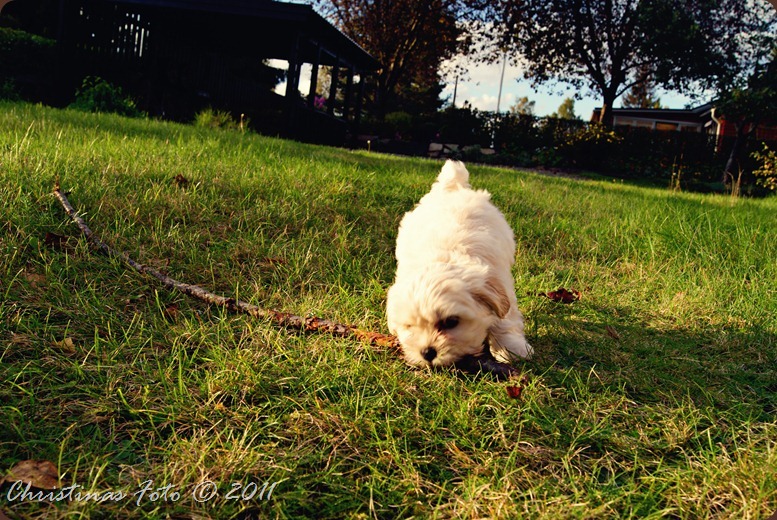 SONY DSC