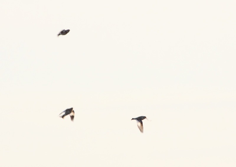 [snow_bunting%255B3%255D.jpg]