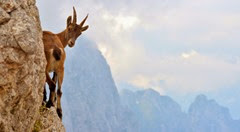 goat untamed goat untamed